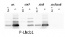 Lhcb1-P | LHCII type I chlorophyll a/b-binding protein, phopshorylated